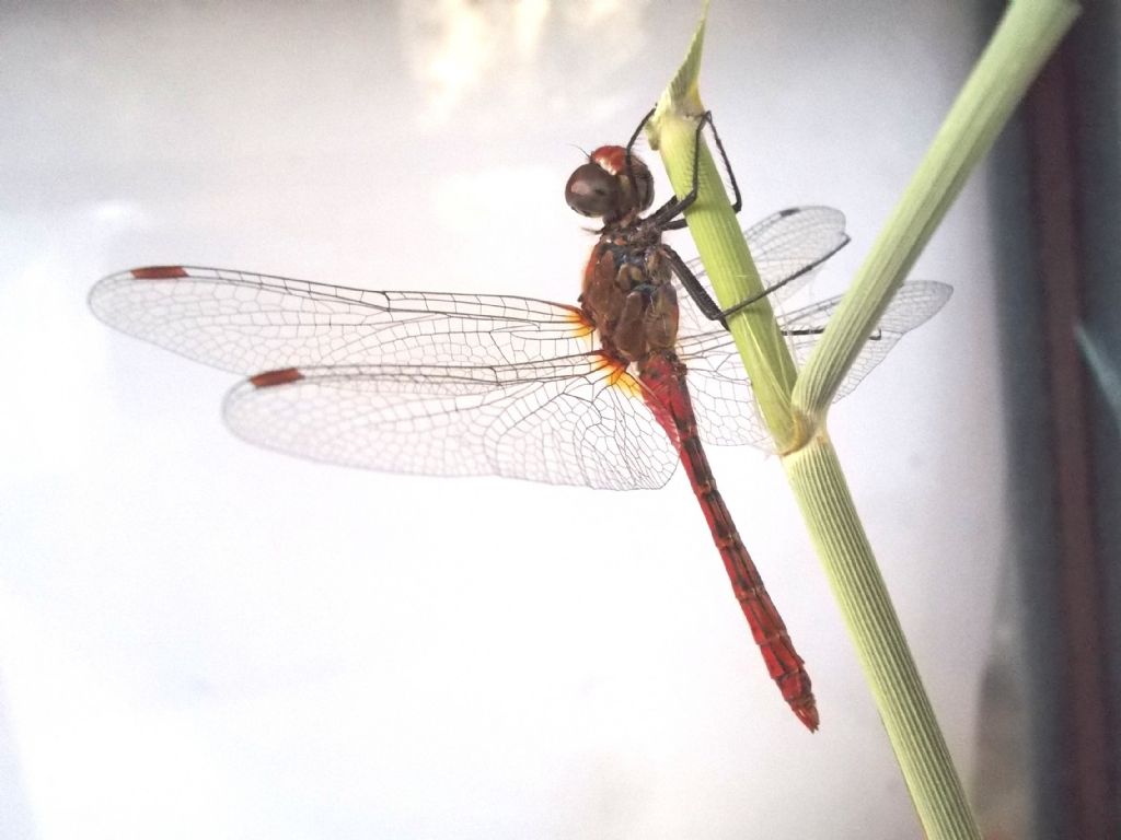 da identificare: Sympetrum sanguineum